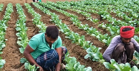 আগাম ফুলকপিতে লাভের স্বপ্ন মানিকগঞ্জের কৃষকদের